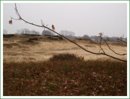 Boberger Dünen