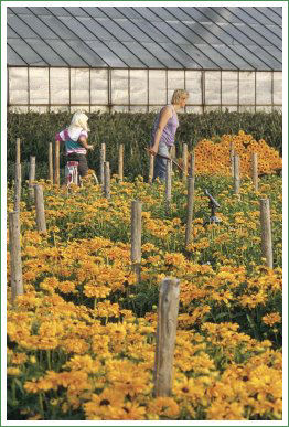 Gartenbau