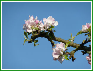 Bergedorfer Schlossgarten